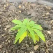 1° cultivo