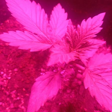 Red Criticar Auto