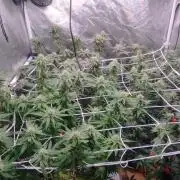 Herbstgrow 26