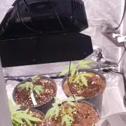 Herbstgrow 26