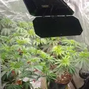 Herbstgrow 26