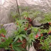 Herbstgrow 26