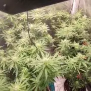 Herbstgrow 26