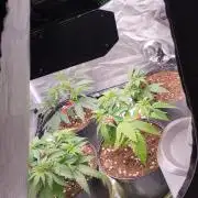 Herbstgrow 26