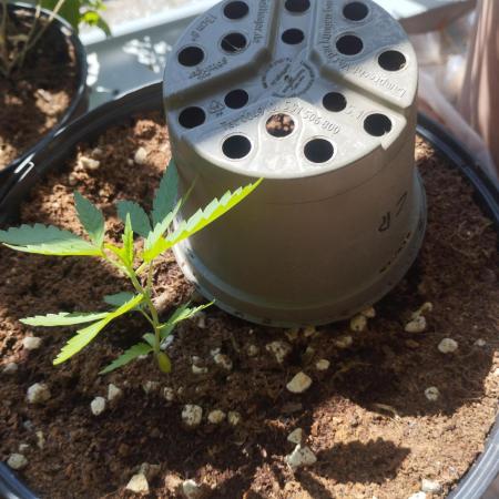 Herbstgrow 26