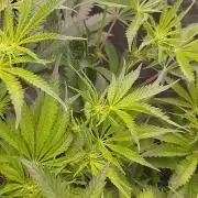 Herbstgrow 26