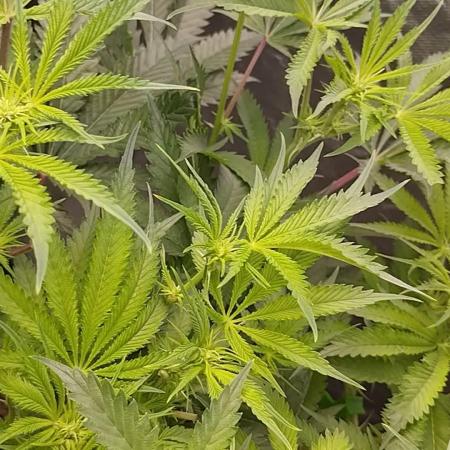 Herbstgrow 26