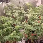 Herbstgrow 26
