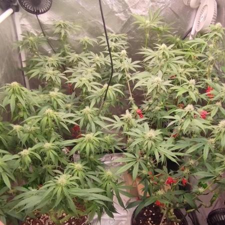 Herbstgrow 26