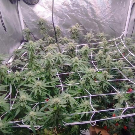 Herbstgrow 26