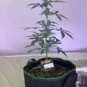 Frosted zinn auto