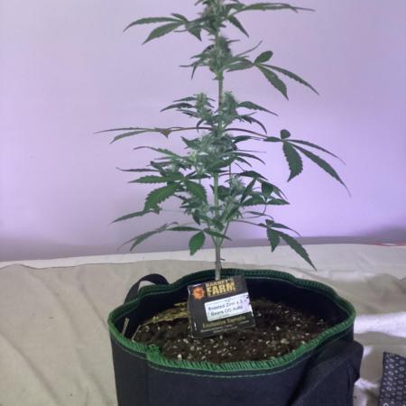 Frosted zinn auto