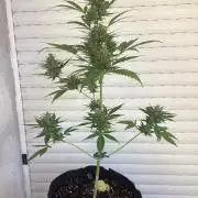 3 plant experiment,
