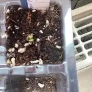 Super lemon haze auto