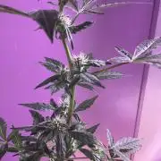 Frosted zinn auto