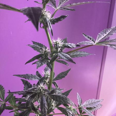 Frosted zinn auto