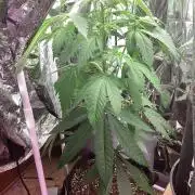 Oldschool landrace panama red