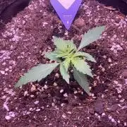 Kitsune kush single auto