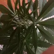 Oldschool landrace Colombian gold