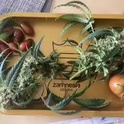Critical mass auto maturing