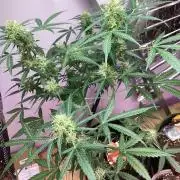 Critical mass auto maturing