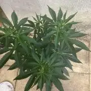 Oldschool landrace Colombian gold