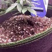 Amnesia haze auto