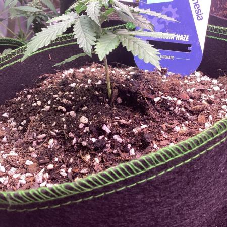 Amnesia haze auto