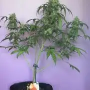 Critical mass auto maturing