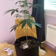 Oldschool landrace Colombian gold