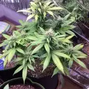 Sweetberry cough, small pot experiment