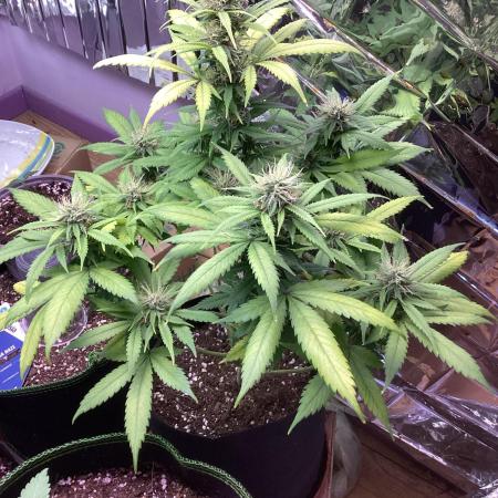 Sweetberry cough, small pot experiment