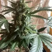 Blueberry glue auto