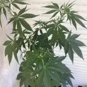 Oldschool landrace Colombian gold