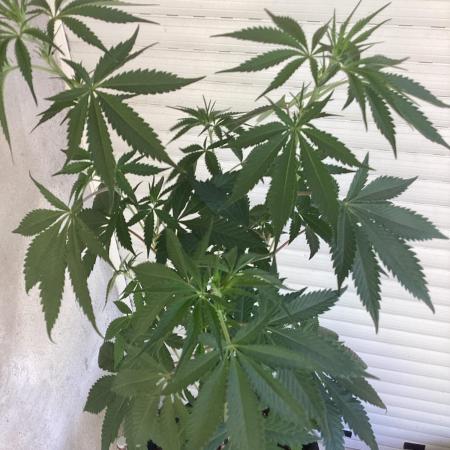Oldschool landrace Colombian gold