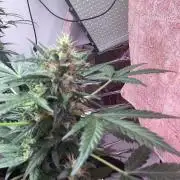 Blueberry glue auto
