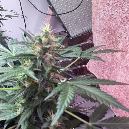 Blueberry glue auto