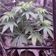 Oldschool landrace panama red