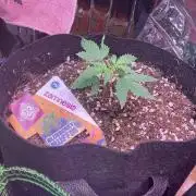 Blueberry muffin auto