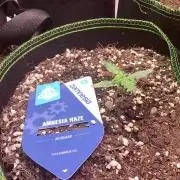 Amnesia haze auto