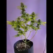 Sweetberry cough, small pot experiment