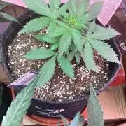 Kitsune kush single auto