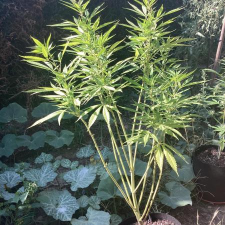 Lc gelato