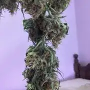3 plant experiment,