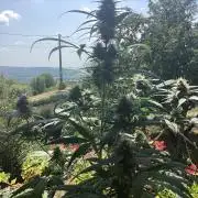 Critical mass auto maturing