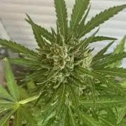 Runtz auto outdoor 4g