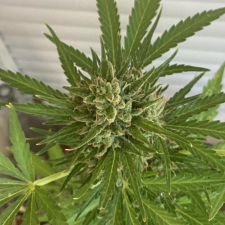 Runtz auto outdoor 4g