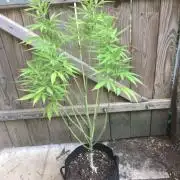 Lc gelato