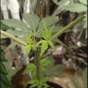 Oldschool landrace Colombian gold