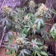 Critical mass auto maturing